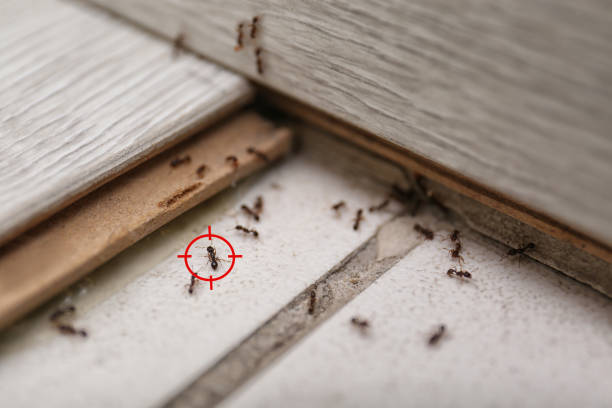 Flea Control Services in Point Roberts, WA